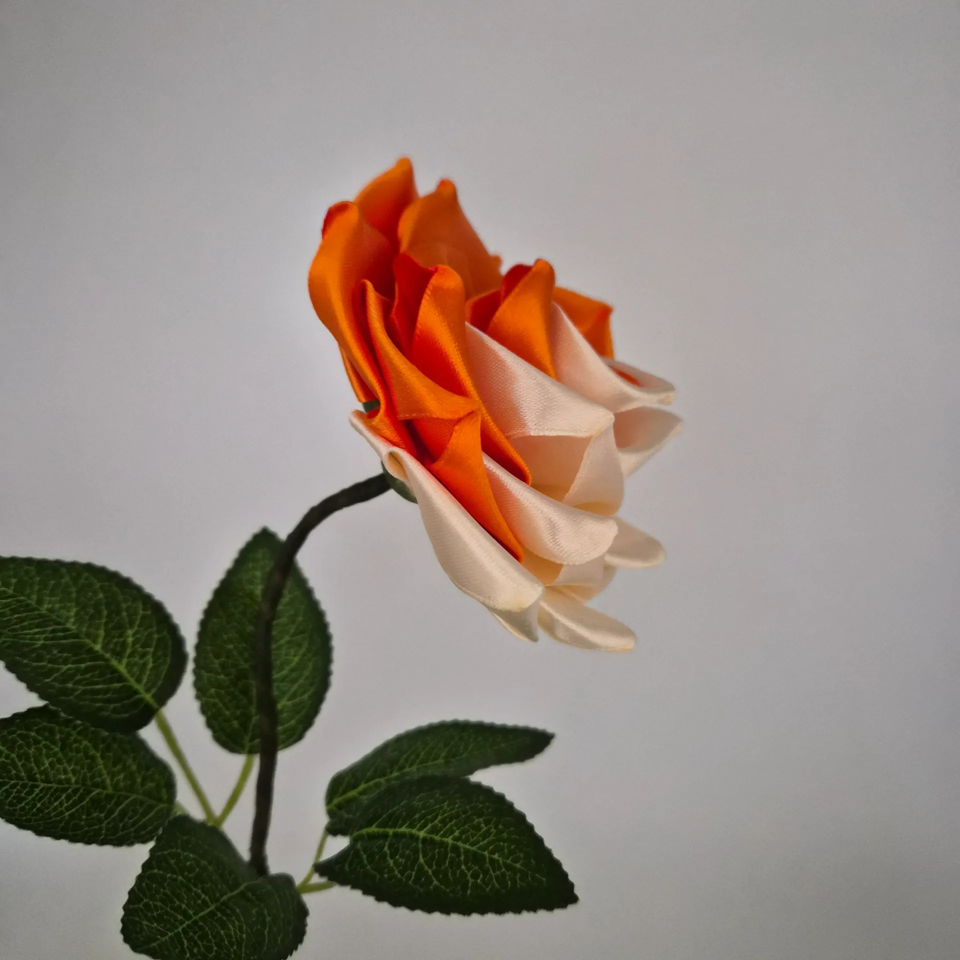 Rose Carambar : Orange et Crème